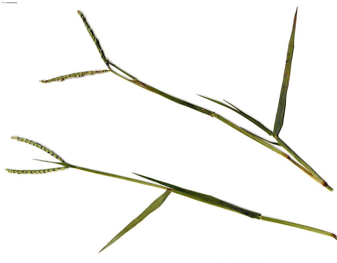 Paspalum distichum (Poaceae)